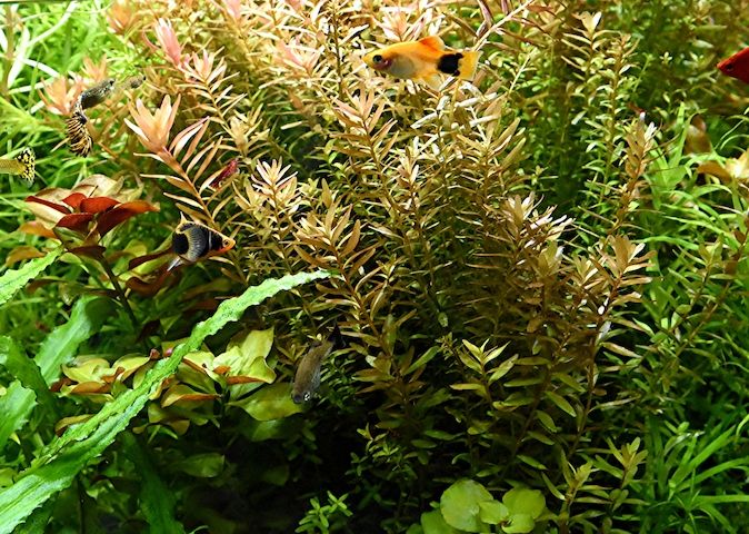 Indische Rotala, Aquariumpflanze, Versand/ Abholung