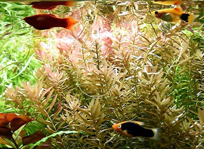 Indische Rotala, Aquariumpflanze, Versand/ Abholung