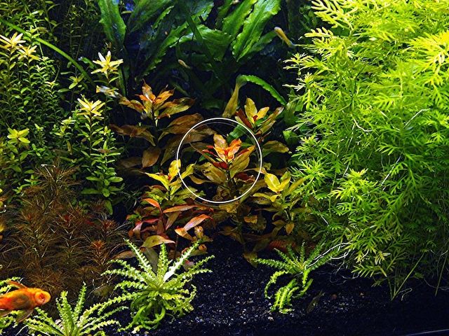 Rubinrote Ludwigie, Aquarienpflanze, Versand/ Abholung