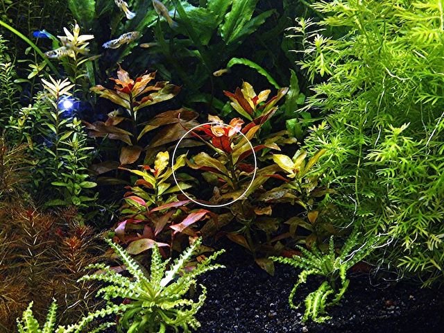 Rubinrote Ludwigie, Aquarienpflanze, Versand/ Abholung