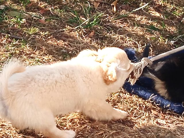 Teddy - Bärchen und Pepito der Kuschler, suchen noch ein liebevolles Zuhause.