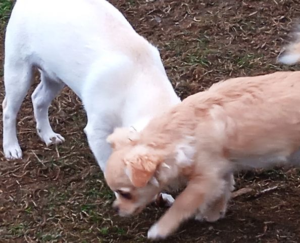 Teddy - Bärchen und Pepito der Kuschler, suchen noch ein liebevolles Zuhause.