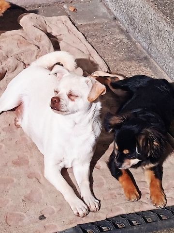 Teddy - Bärchen und Pepito der Kuschler, suchen noch ein liebevolles Zuhause.
