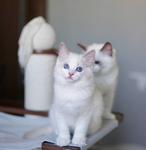 Wunderschöne Ragdoll-Kätzchen