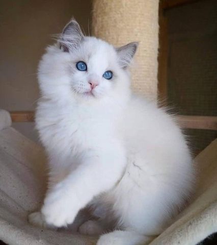Wunderschöne Ragdoll-Kätzchen