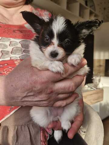 Reinrassige Papillon Welpen  – Liebevoll in Familienhand aufgewachsen!