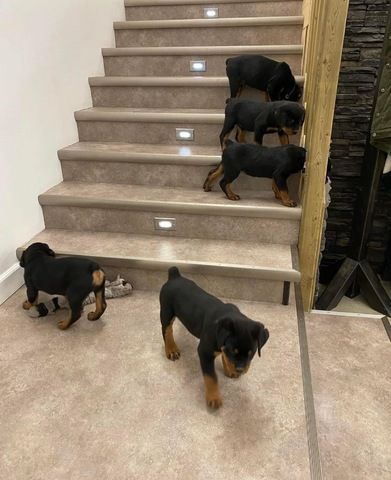 Rottweiler-Welpen bereit