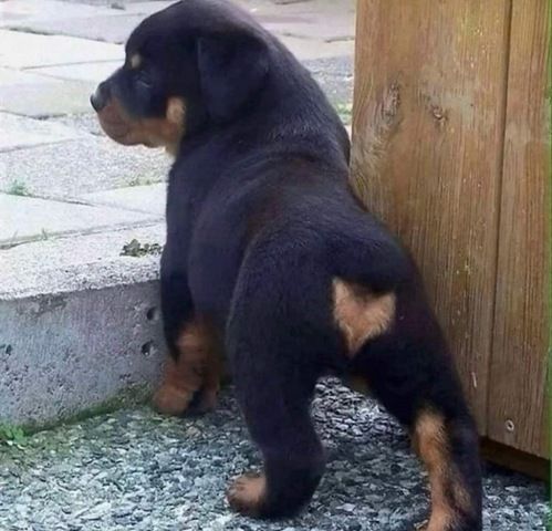 Rottweiler-Welpen in Zeitz