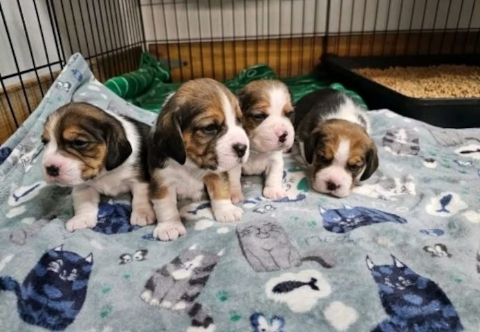 Tolle Beagle-Welpen zur Vermittlung verfügbar