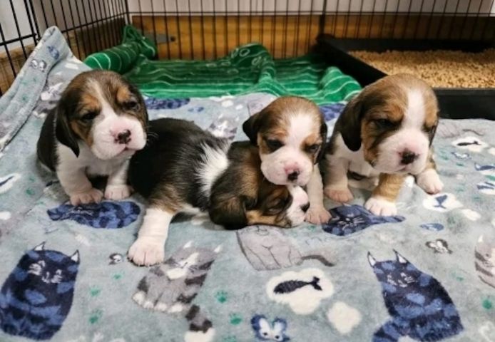 Tolle Beagle-Welpen zur Vermittlung verfügbar