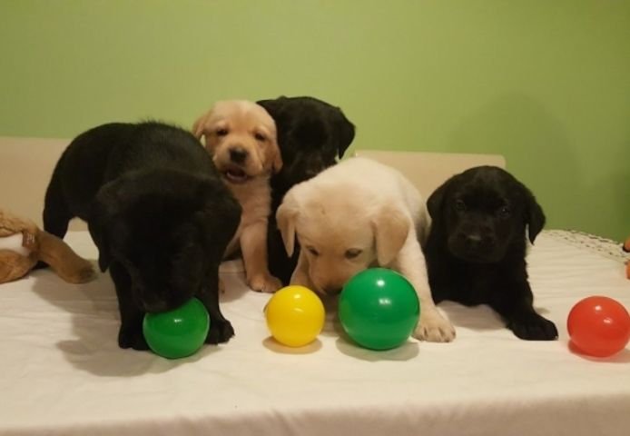 Labrador Retriever-Welpen bereit für ein neues Zuhause