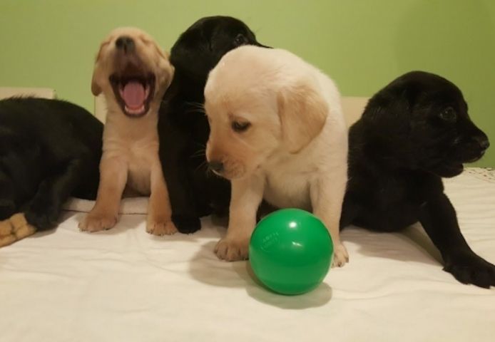 Labrador Retriever-Welpen bereit für ein neues Zuhause