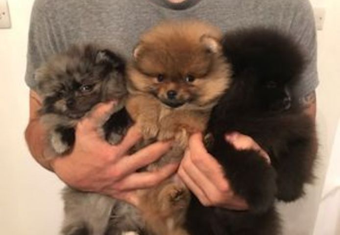 Pomeranian Zwergspitz Welpe