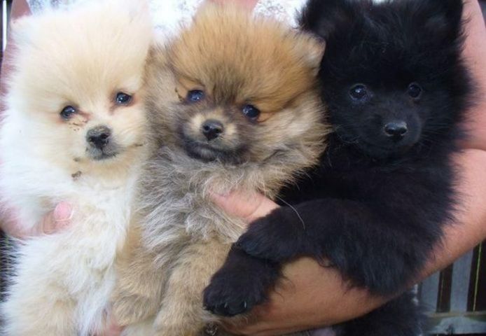 Pomeranian Zwergspitz Welpe