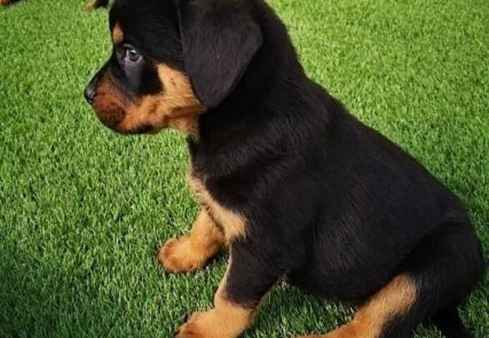 Rottweiler-Welpen