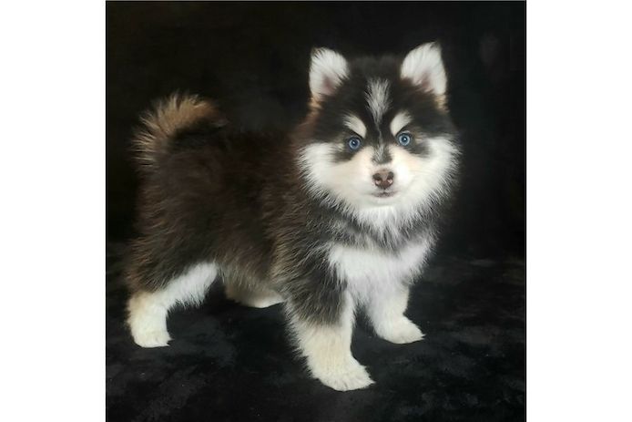 Pomsky- und Husky-Welpen verfügbar