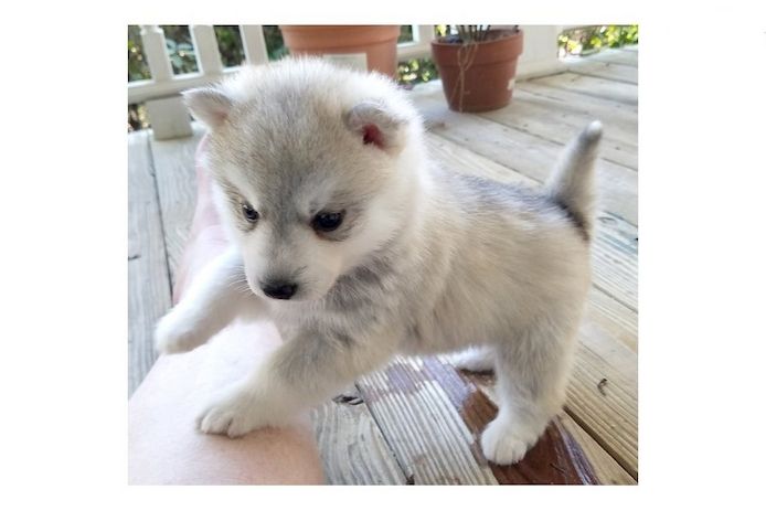 Pomsky- und Husky-Welpen verfügbar