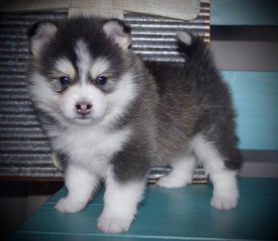 Pomsky- und Husky-Welpen verfügbar