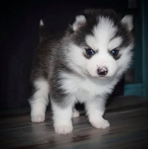 Pomsky- und Husky-Welpen verfügbar