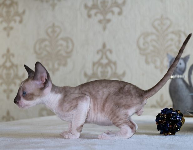 Wunderschöne Cornish Rex Kitten