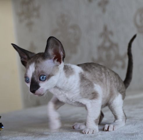 Wunderschöne Cornish Rex Kitten