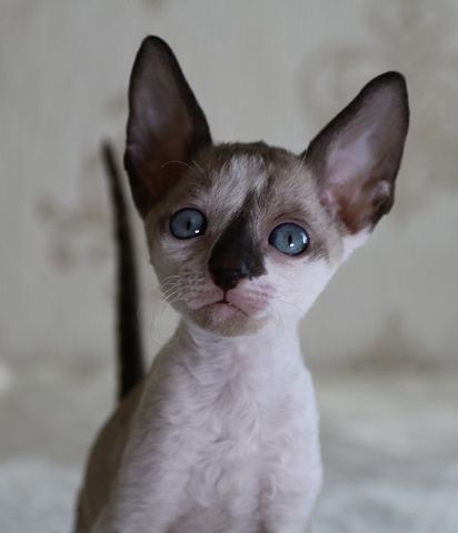 Wunderschöne Cornish Rex Kitten