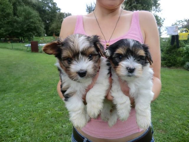 Süße Biewer Yorkshire Terrier Welpen