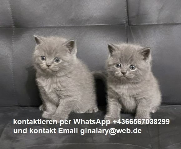 BKH Katzenbabys