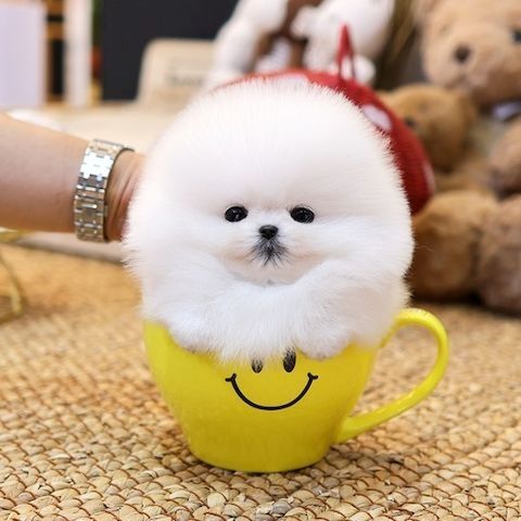 Pomeranian Zwergspitz