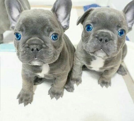 Rüden und Hündinnen Französische Bulldoggen Welpen