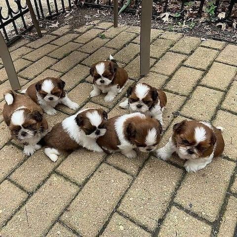 männlich/Weibchen Shih Tzu Welpen