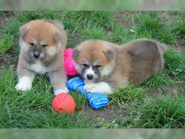 Shiba Inu welpen