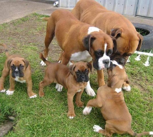 Boxer welpen ,