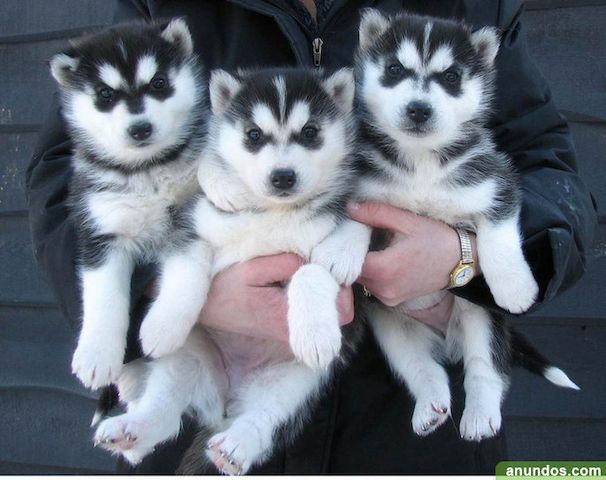 Siberian Husky-Welpen