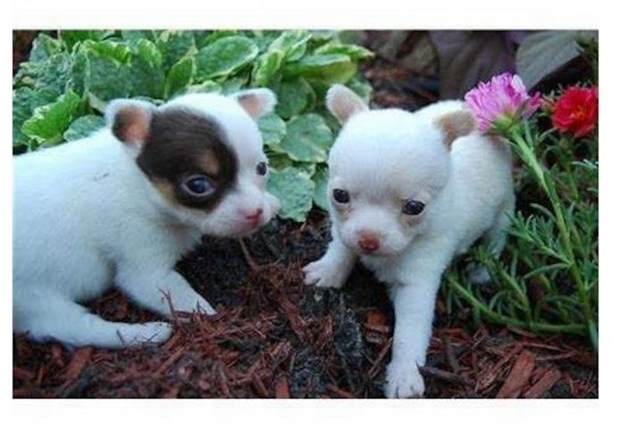 MINI chihuahua-Welpen
