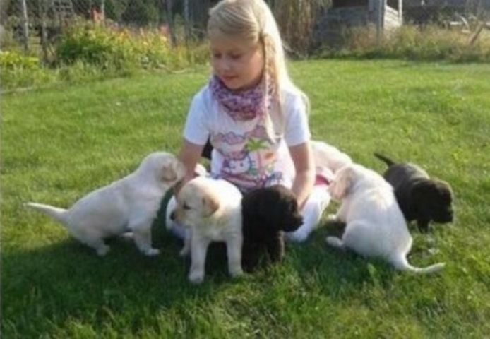 Labrador Dogge Welpen mw