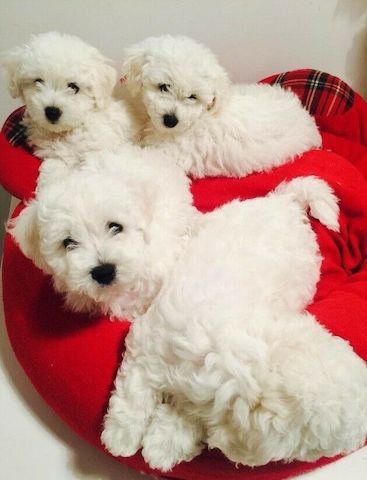 Bichon Frise-Welpen
