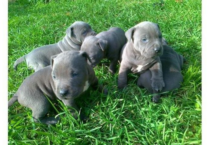 Blue Pitbull-Welpen