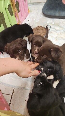 Husky Münsterländer mix