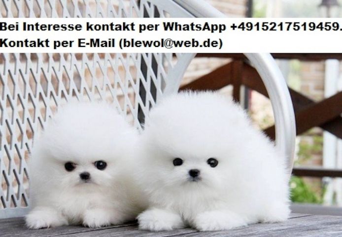 Pomeranian zwergspitz