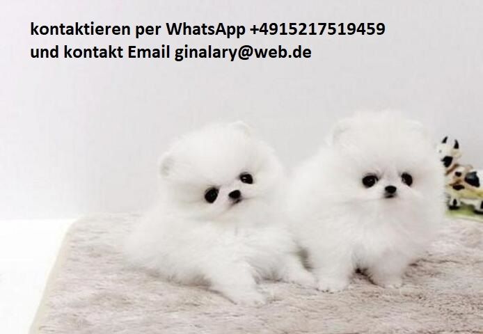 pomeranian zwergspitz welpen suchen ein neues zuhause