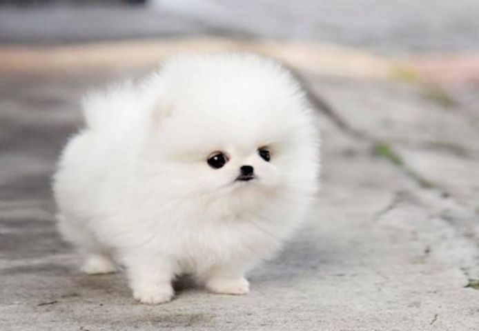 Gut aussehender pomeranian Zwergspitz