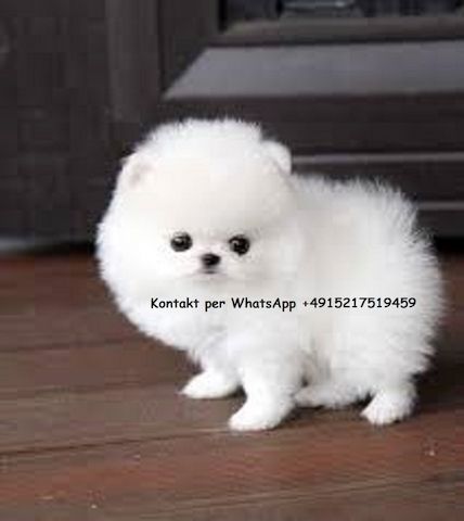 MINI ZWERGSPITZ POMERANIAN BOO WELPEN