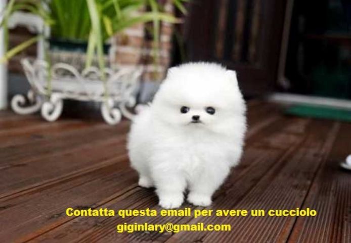 Mini Pomeranian Zwergspitz welpen