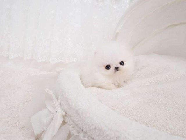 Mini Pomeranian Zwergspitz welpen