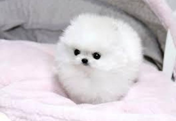Mini Pomeranian Zwergspitz welpen