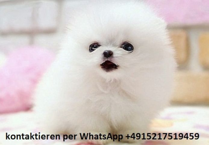 Wunderschöne Pomeranian-Welpen verfügbar