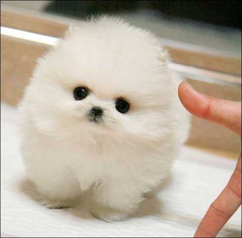 Zwergspitz Pomeranian-Welpen mit Stammbaum bereit