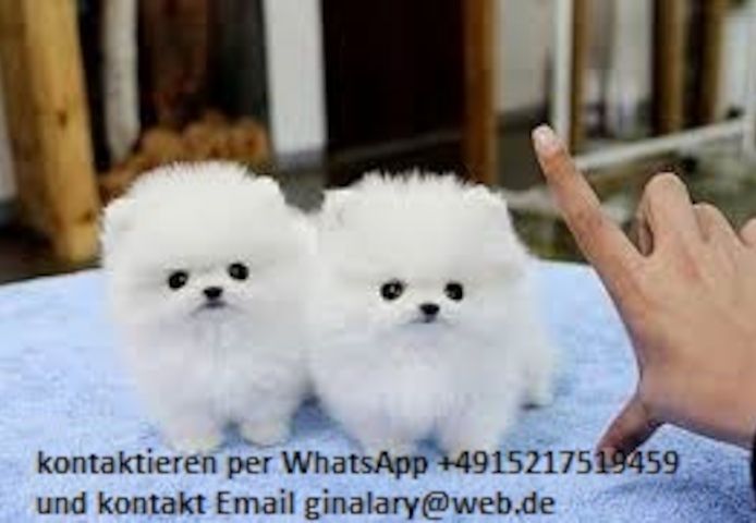 Pomeranian Zwergspitz Welpen ZUM VERSCHENKEN