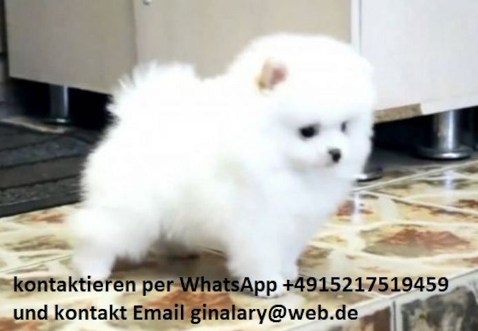 Wunderschöne Zwergspitz Pomeranian-Welpen